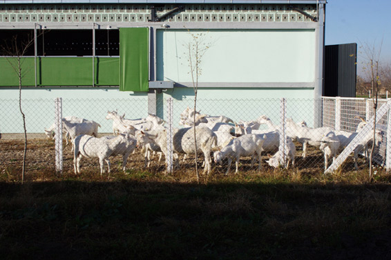 Koze farma